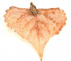 Cottonwood Leaf Dip in Copper Appx.size 1 x 0.50 in.